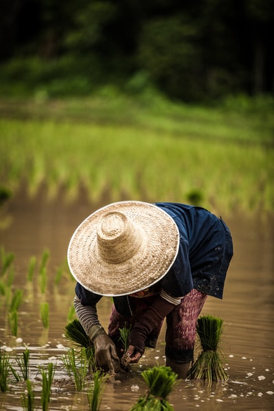 戴棕色草帽的人在种植水稻时选择性聚焦摄影